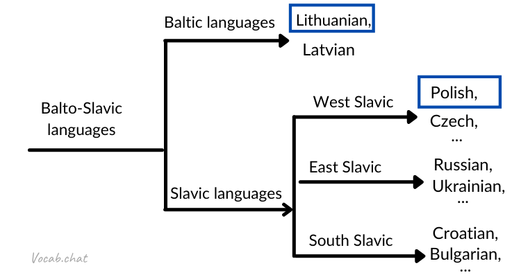 language evolution diagram with Polish and Lithuanian