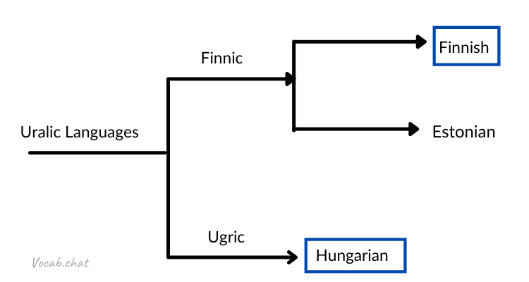 diagram showing the relationship between Finnish and Hungarian within the Uralic family of languages